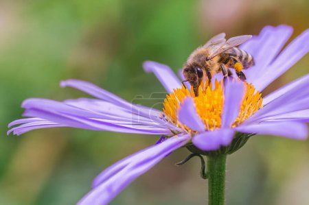 Téléchargez les photos : Abeille miel gros plan sur marguerite violette dans le jardin sur fond vert. pollinise l'aster alpinus ou l'aster alpin fleur de lilas. - en image libre de droit