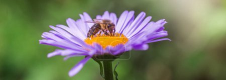Photo for Bee on a purple flower. Close-up - Royalty Free Image
