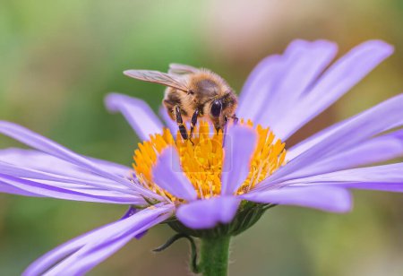 Foto de Abeja miel poliniza Aster alpinus o flor de color púrpura o lila en un macizo de flores en el jardín en verano. Flor púrpura como una margarita en lecho de flores - Imagen libre de derechos