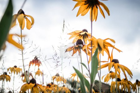 Téléchargez les photos : Rudbeckia hirta, des fleurs de conifères et des susans aux yeux noirs sur un parterre de fleurs dans le parc sur fond de ciel - en image libre de droit