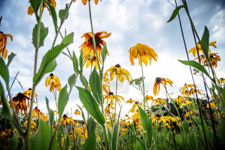 Téléchargez les photos : Rudbeckia hirta, des fleurs de conifères et des susans aux yeux noirs sur un parterre de fleurs dans le parc sur fond de ciel - en image libre de droit