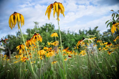 Téléchargez les photos : Rudbeckia hirta, des fleurs de conifères et des susans aux yeux noirs sur un parterre de fleurs dans le parc Parmi l'herbe - en image libre de droit