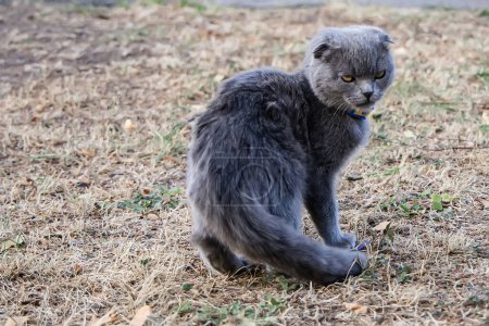 Téléchargez les photos : Mignon chat gris marchant sur l'herbe dans le parc. Portrait de chat. - en image libre de droit