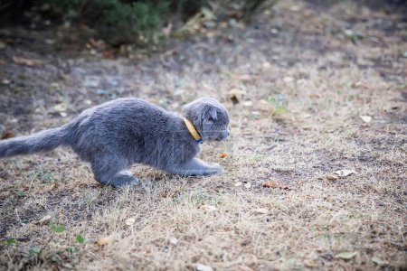 Téléchargez les photos : Chat gris avec collier jaune marche dans le parc sur l'herbe.. - en image libre de droit