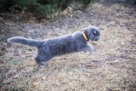 Foto de British Shorthair gato corriendo en el parque. Enfoque selectivo.. - Imagen libre de derechos