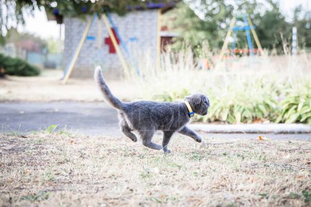 Téléchargez les photos : Mignon petit chaton gris courant dans le jardin. Concentration sélective.. - en image libre de droit
