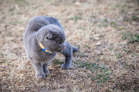 Foto de Gato gris con cuello amarillo caminando en el parque en un día soleado. - Imagen libre de derechos