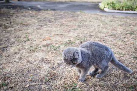 Foto de Gato gris caminando sobre la hierba en el jardín, el concepto de mascotas. - Imagen libre de derechos