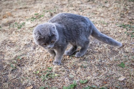Foto de Lindo gato gris de pie sobre la hierba en el jardín. Enfoque selectivo.. - Imagen libre de derechos