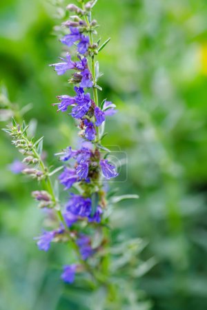 Foto de Primer plano de una flor azul de salvia officinalis con fondo borroso. - Imagen libre de derechos
