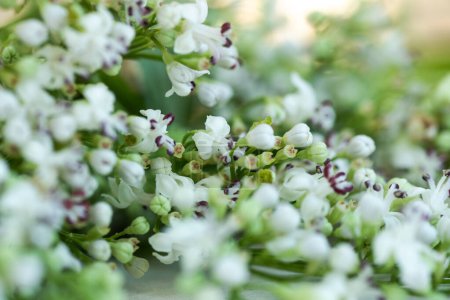 Photo for Fresh Valeriana officinalis flowers close up. Beautiful white flowers macro photo - Royalty Free Image