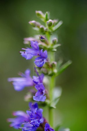 Photo for Salvia officinalis flowers on a meadow in the summer. Selective focus. - Royalty Free Image