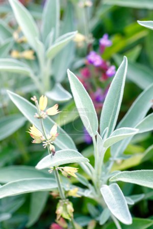 Téléchargez les photos : Plante de sauge dans le jardin. (Salvia officinalis) - en image libre de droit