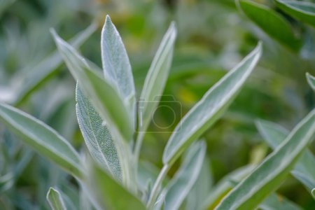 Photo for Close up of sage leaves in the garden on a sunny day. - Royalty Free Image