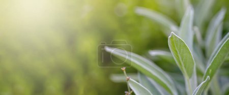 Téléchargez les photos : Gros plan de feuilles vertes de sauge sur fond flou avec effet bokeh. - en image libre de droit