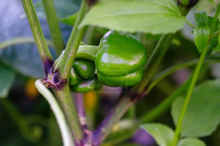 Photo for Green peppers growing in the garden. Selective focus. Shallow depth of field - Royalty Free Image