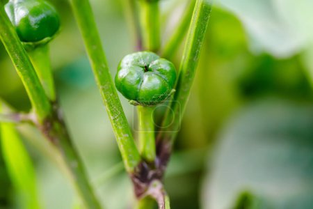 Photo for Green pepper on the plant in the garden, Selective focus. - Royalty Free Image