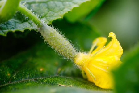Foto de Flor de pepino en una hoja verde macro de primer plano - Imagen libre de derechos
