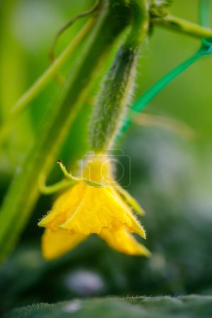 Photo for Cucumber flower in the garden. Selective focus with shallow depth of field. - Royalty Free Image