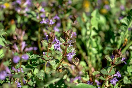 Téléchargez les photos : Glechoma hederacea au printemps sur la pelouse pendant la floraison. Fleurs bleues ou violettes utilisées par l'herboriste en médecine douce - en image libre de droit