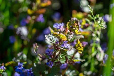 Téléchargez les photos : Glechoma hederacea, Nepeta glechoma Benth., au printemps sur la pelouse pendant la floraison. Fleurs bleues ou violettes utilisées par l'herboriste en médecine douce - en image libre de droit