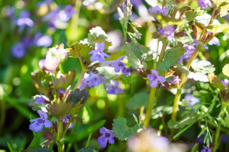 Photo for Glechoma hederacea, creeping charlie, alehoof, tunhoof, catsfoot, field balm in the spring on the lawn during flowering. Blue or purple flowers used by the herbalist in alternative medicine - Royalty Free Image