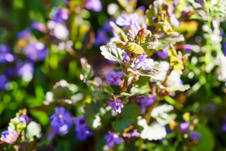 Téléchargez les photos : Glechoma hederacea, le baume des champs et fugue-robin au printemps sur la pelouse pendant la floraison. Fleurs bleues ou violettes utilisées par l'herboriste en médecine douce - en image libre de droit