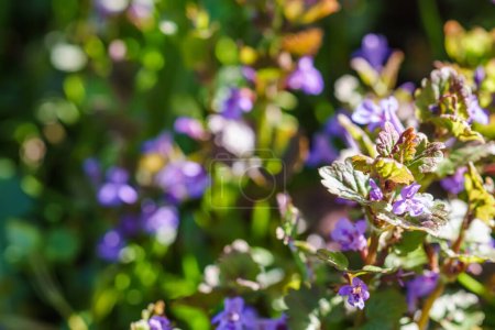 Téléchargez les photos : Glechoma hederacea, Nepeta glechoma Benth., rampant jenny au printemps sur la pelouse pendant la floraison. Fleurs bleues ou violettes utilisées par l'herboriste en médecine douce - en image libre de droit