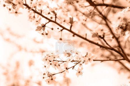 Foto de Color 2024. Las flores sobre el cerezo en primavera. Concepto Color del Año. Flores de ciruela de cerezo o Myrobalan Prunus cerasifera que florecen en la primavera en las ramas. Diseñador teñido pelusa melocotón - Imagen libre de derechos