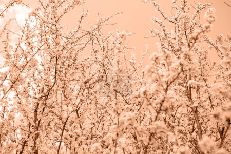 Photo for Color 2024. Flowers on a cherry tree in spring. Color of the Year concept. Flowers of Cherry plum or Myrobalan Prunus cerasifera blooming in the spring on the branches. Designer tinted peach fuzz - Royalty Free Image