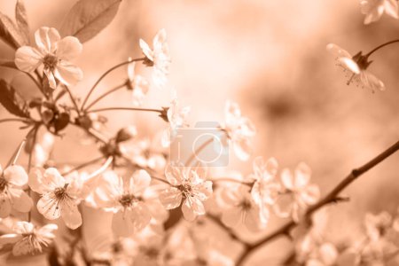 Photo for Color 2024. Flowers on a cherry tree in spring. Color of the Year concept. Flowers of Cherry plum or Myrobalan Prunus cerasifera blooming in the spring on the branches. Designer tinted in peach fuzz - Royalty Free Image