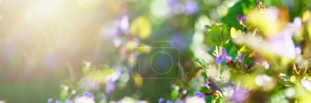 Foto de Glechoma hederacea, hiedra molida en la primavera en el césped durante la floración. Flores azules o púrpuras utilizadas por el herbolario en medicina alternativa - Imagen libre de derechos