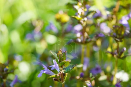 Téléchargez les photos : Glechoma hederacea, gill-over-the-ground, charlie rampante, au printemps sur la pelouse pendant la floraison. Fleurs bleues ou violettes utilisées par l'herboriste en médecine douce - en image libre de droit