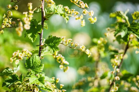 Photo for Close up of white currant flowers on a branch with green background. Ribes rubrum - Royalty Free Image