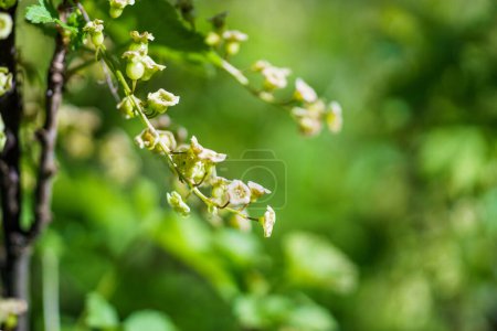 Foto de Primer plano del arbusto de grosella con flores blancas y hojas verdes.. Ribes rubrum. - Imagen libre de derechos