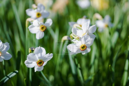Foto de Narcisos blancos en el jardín. Profundidad superficial del campo.. - Imagen libre de derechos