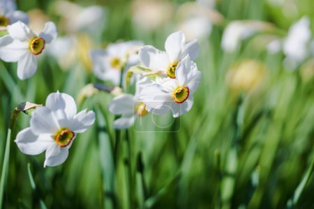 Téléchargez les photos : Jonquilles blanches dans le jardin de printemps. Profondeur de champ faible. - en image libre de droit