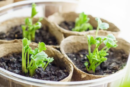 Téléchargez les photos : Jeunes plants de Ranunculus asiaticus, une forme cultivée, des buttercups, des armoises et des pieds-de-biche dans des pots de tourbe sur le rebord de la fenêtre. - en image libre de droit