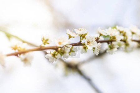Téléchargez les photos : Fleur de cerisier sur une branche d'arbre au printemps, faible profondeur de champ fleurs de cerisier fleurissant au printemps. - en image libre de droit