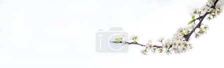 Téléchargez les photos : Branche de fleurs de cerisier sur fond blanc avec espace de copie. - en image libre de droit
