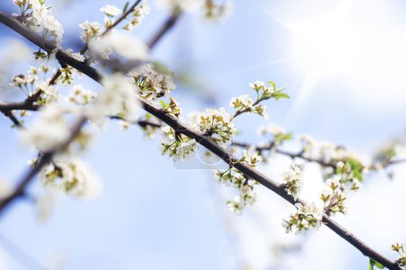 Photo for Spring flowering of flowers on a tree, white flowers on a branch cherry tree blossom flowers blooming in spring. - Royalty Free Image