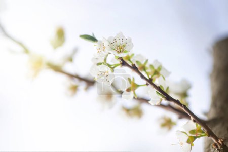 Foto de Flores de cerezo en primavera, primer plano, enfoque selectivo. - Imagen libre de derechos