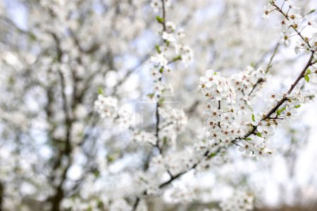 Photo for Spring flowering of flowers on a tree, white flowers on a branch cherry tree blossom flowers blooming in spring. - Royalty Free Image