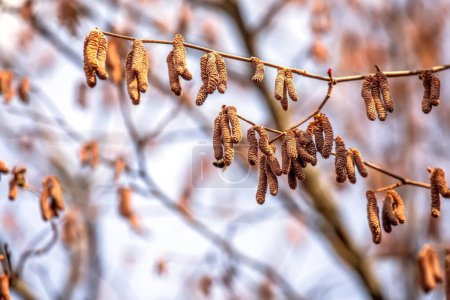 Photo for Hazelnut catkins in the spring forest. Springtime. - Royalty Free Image