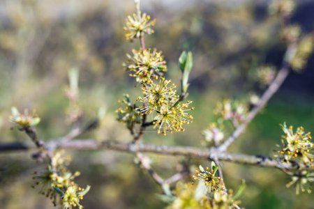 Téléchargez les photos : Forestiera acuminata, communément appelé cornouiller des marais de l'Est Arbuste A au printemps pendant la période de floraison - en image libre de droit