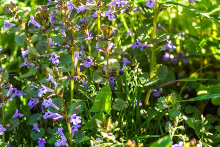 Photo for Glechoma hederacea, creeping charlie, alehoof, tunhoof, catsfoot, field balm in the spring on the lawn during flowering. Blue or purple flowers used by the herbalist in alternative medicine. - Royalty Free Image