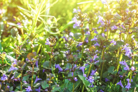 Téléchargez les photos : Fleurs violettes sur une prairie verte dans les rayons du soleil - en image libre de droit
