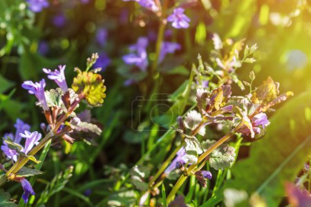 Photo for Glechoma hederacea, Nepeta hederacea,in the spring on the lawn during flowering. Blue or purple flowers used by the herbalist in alternative medicine. - Royalty Free Image