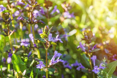 Glechoma hederacea, kriechende Charlie, Alehoof, Tunhuf, Katzenfuß, Feldsalbei im Frühling auf dem Rasen während der Blüte. Blaue oder violette Blüten, die der Kräuterkundige in der alternativen Medizin verwendet.