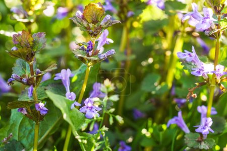 Téléchargez les photos : Glechoma hederacea, Nepeta glechoma Benth., rampant jenny au printemps sur la pelouse pendant la floraison. Fleurs bleues ou violettes utilisées par l'herboriste en médecine douce. - en image libre de droit